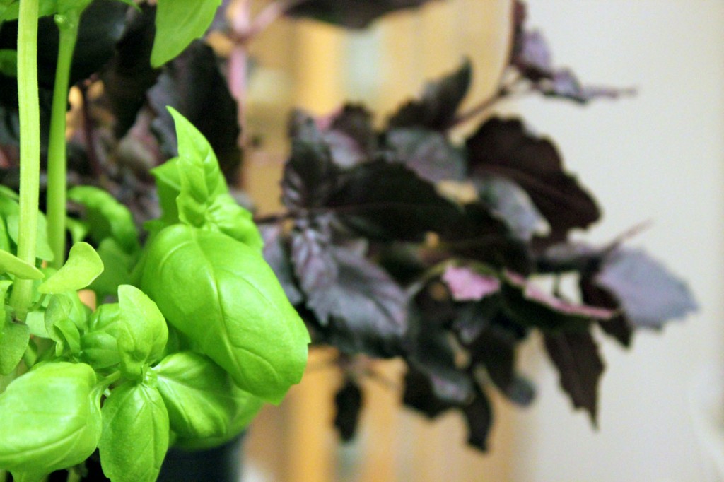 red and green basil