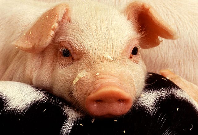 Bacon