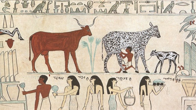 Ancient Egyptian tomb painting of cattle being milked